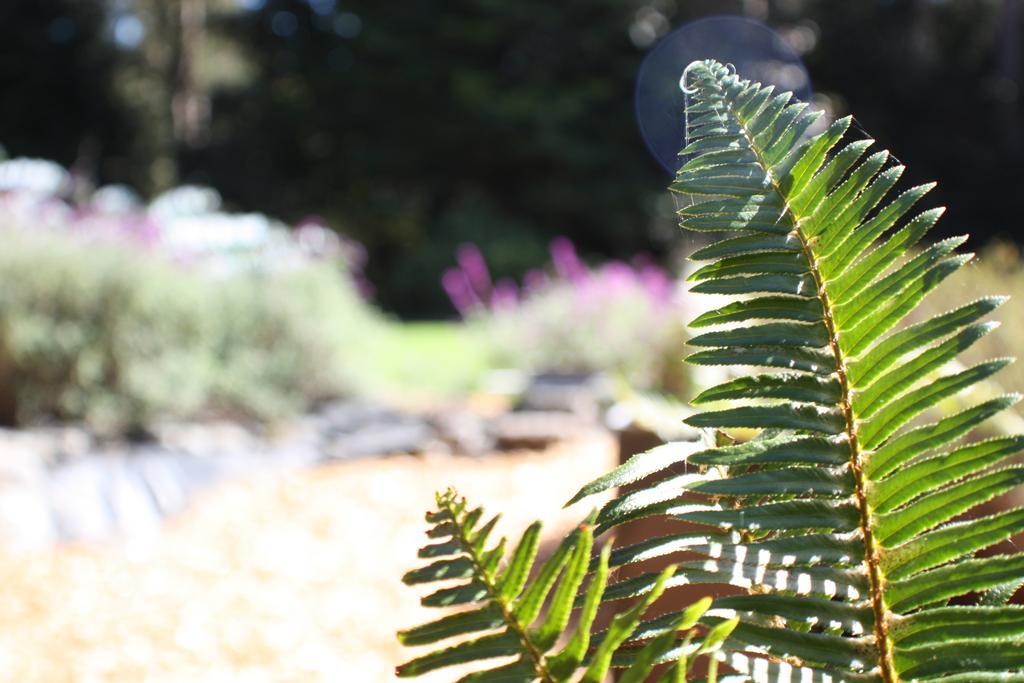 Little River Mendocino Inn & Spa מראה חיצוני תמונה