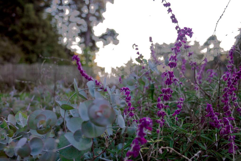 Little River Mendocino Inn & Spa מראה חיצוני תמונה